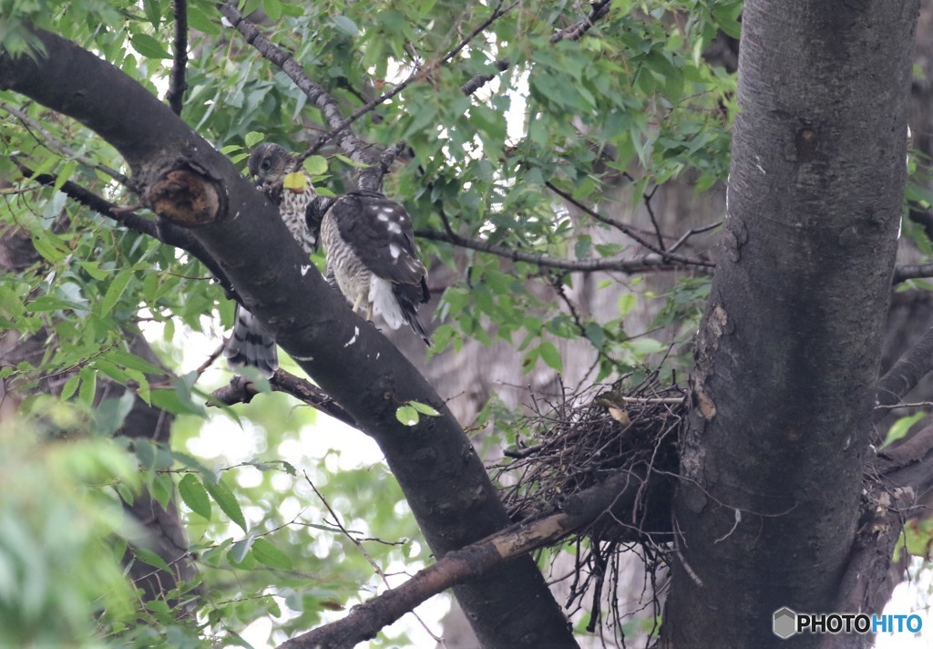 巣立ちしました。