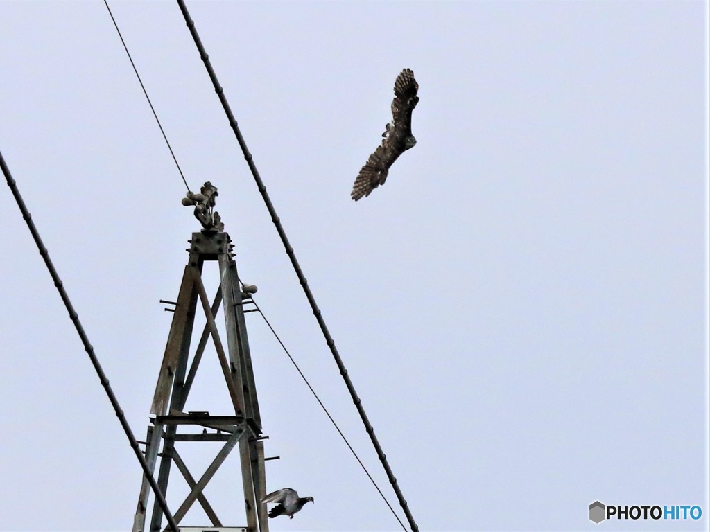 オオタカさん・ハトさん2