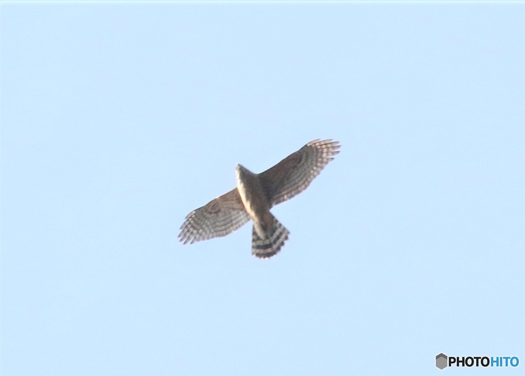 オオタカさん。