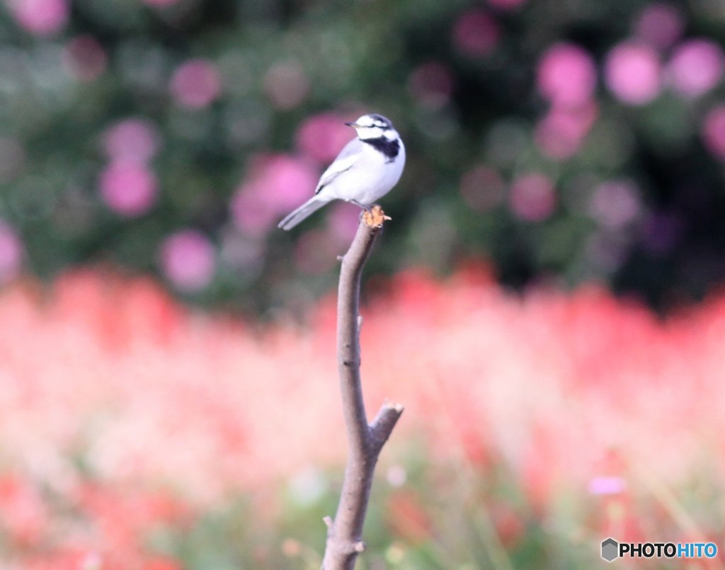 私の定位置ですよ。②