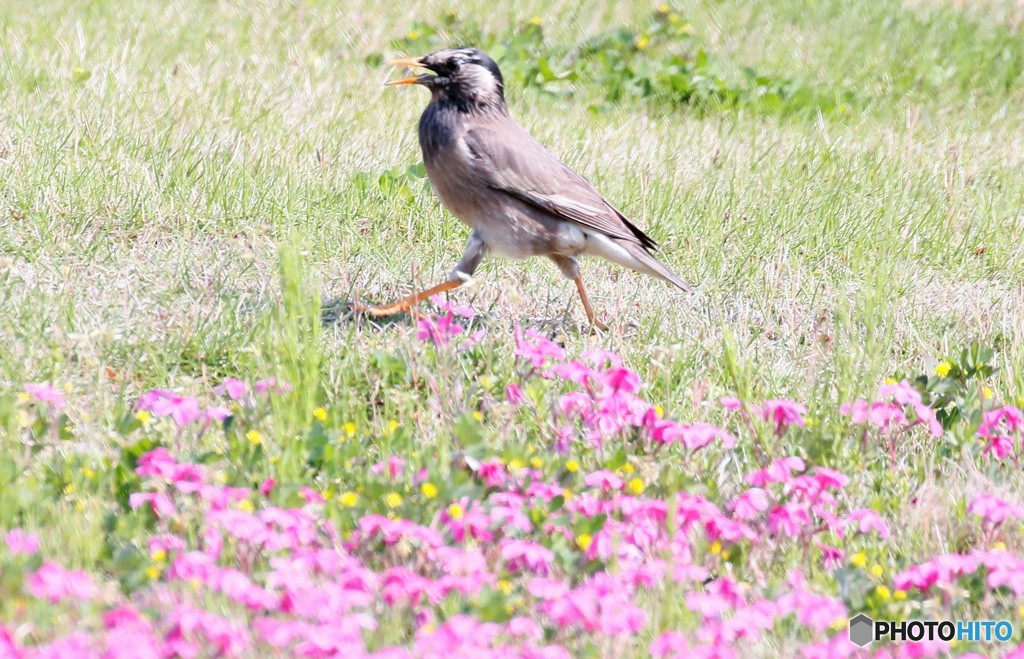 ムクドリさんと芝桜。