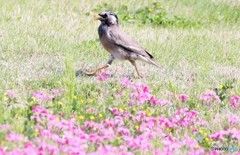 ムクドリさんと芝桜。