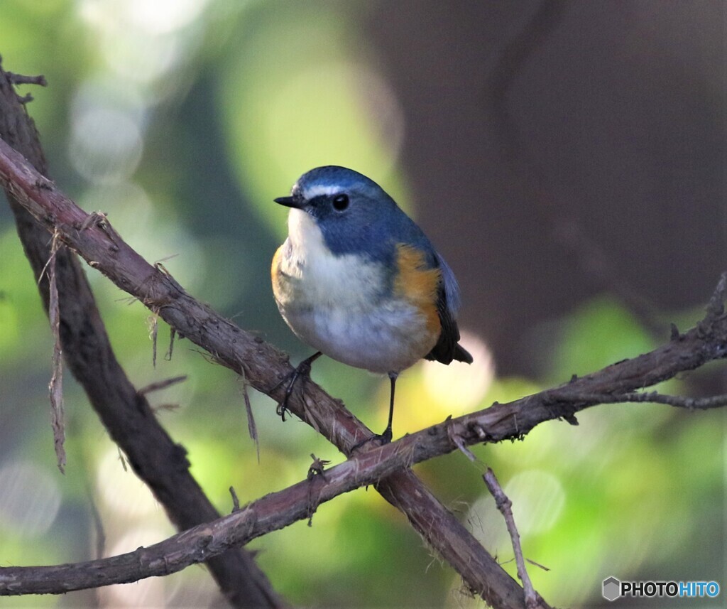 令和元年最後の鳥見鳥撮り⑨。