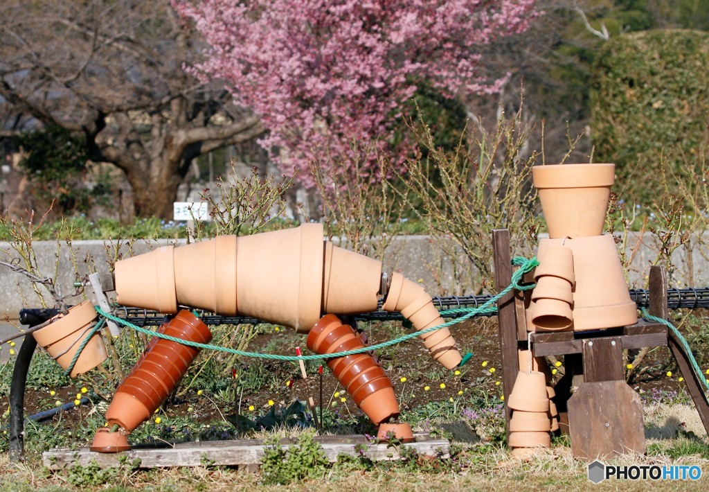 オカメザクラ。