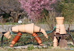 オカメザクラ。