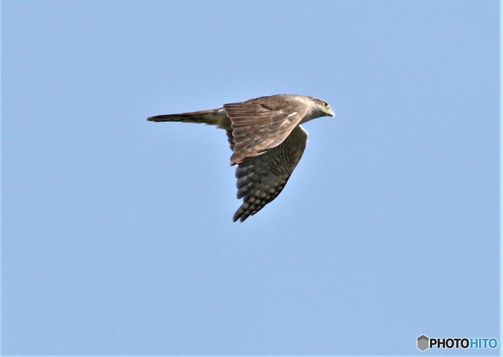 オオタカさん。