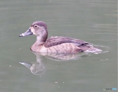 迷鳥クビワキンクロさん。 迷鳥クビワキンクロさん。