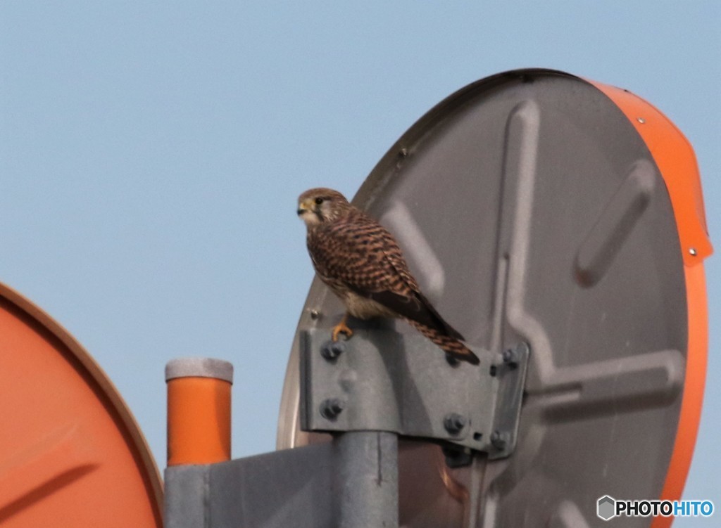 チョウゲンボウさん。