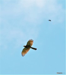 サシバさんとツバメさん。