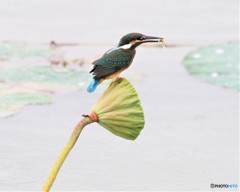 小魚②