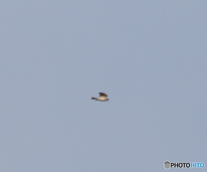 ハイタカさん。