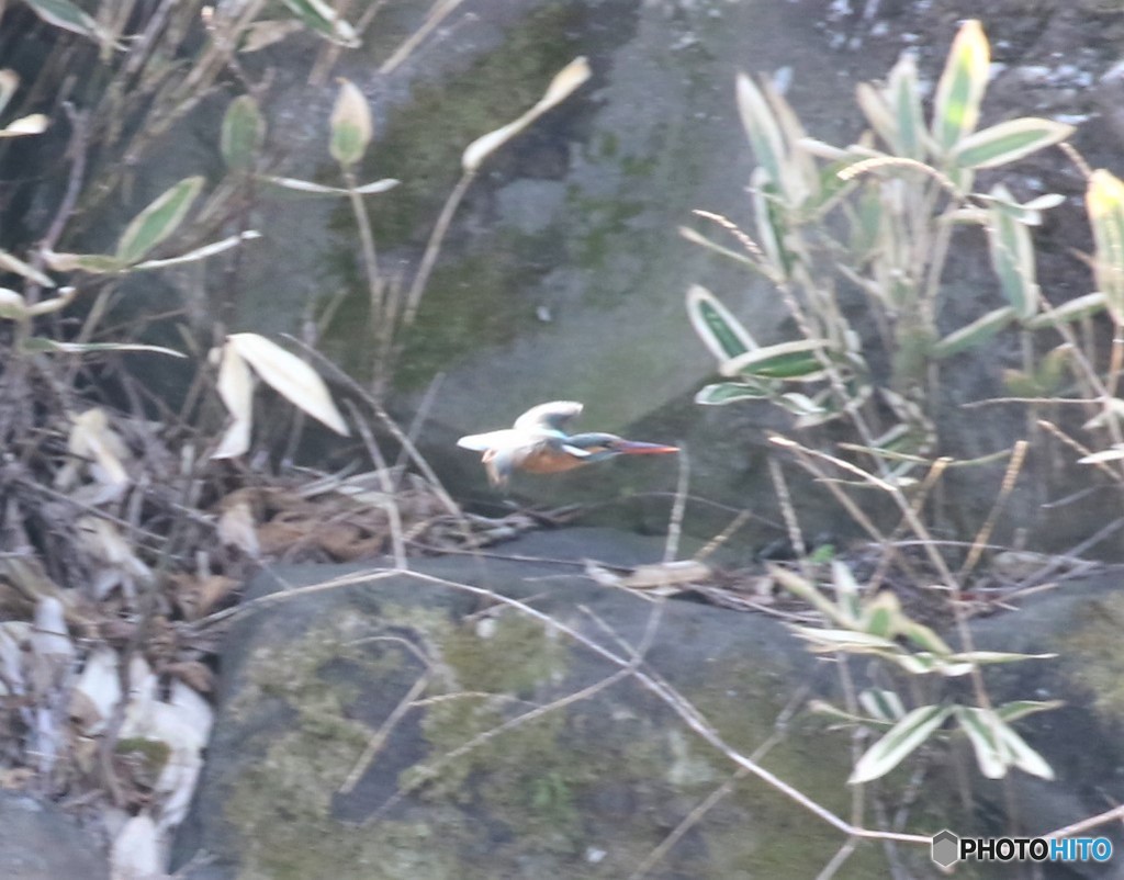 カワセミさん。