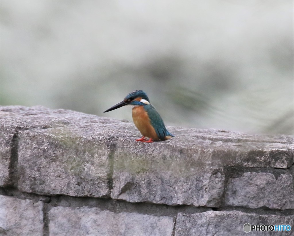 カワセミくん。