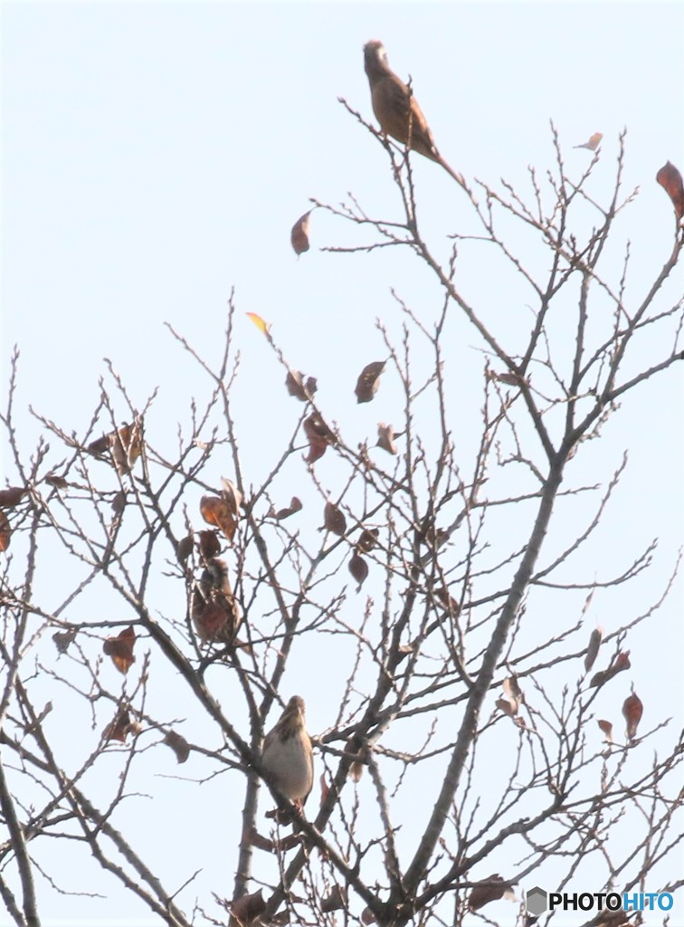 野鳥３種さん。