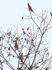 野鳥３種さん。