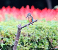カワセミさんとサルビア。
