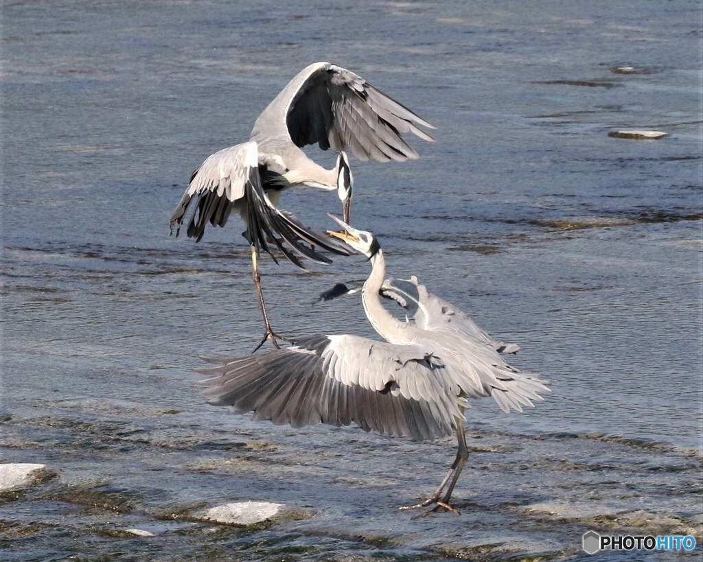 アオサギさん。⑥