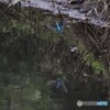 カワセミさん。