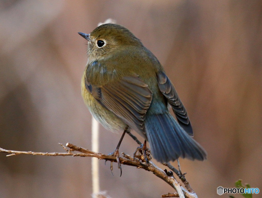 ルリビタキさん。