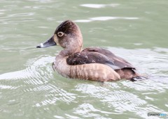 迷鳥クビワキンクロさんのメス。 迷鳥クビワキンクロさんのメス。
