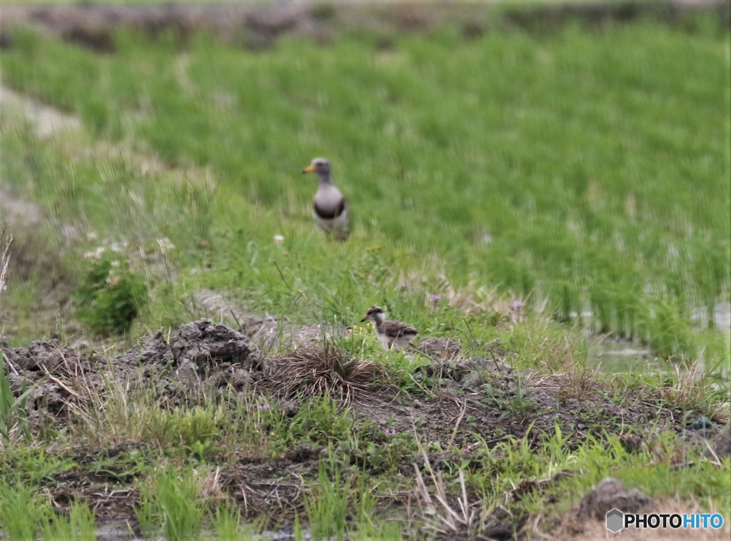 ケリさんの親子。