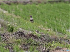 ケリさんの親子。