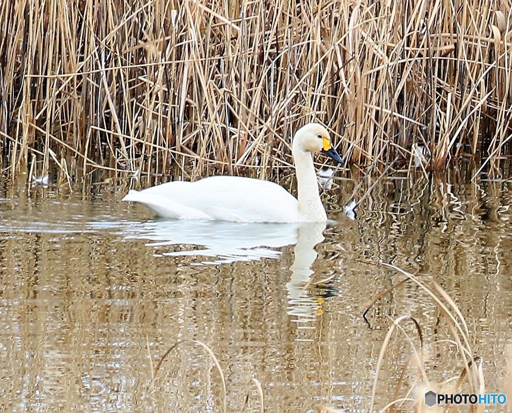コハクチョウさん。