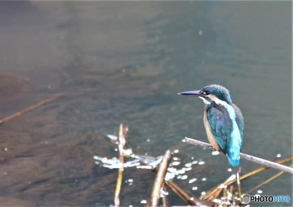 小川のカワセミさん。