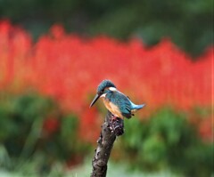 カワセミさん。