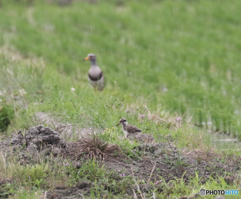 ケリさんの親子。