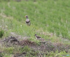 ケリさんの親子。