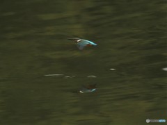 カワセミさん。