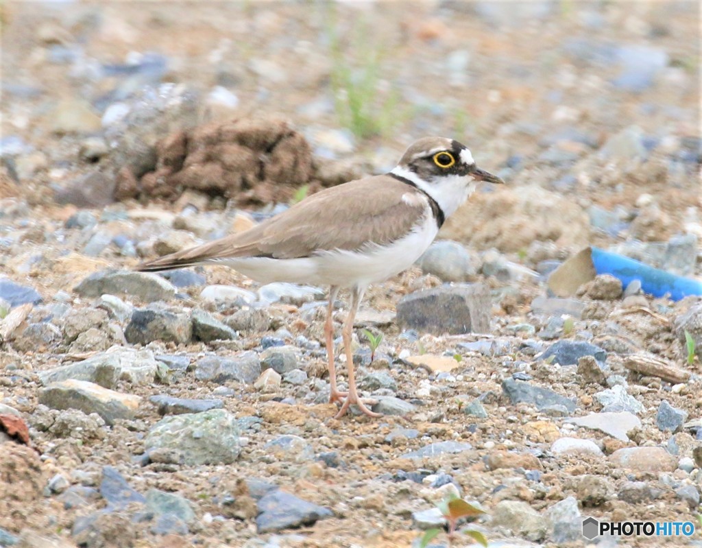 コチドリさん。