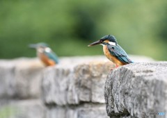 カワセミさん。