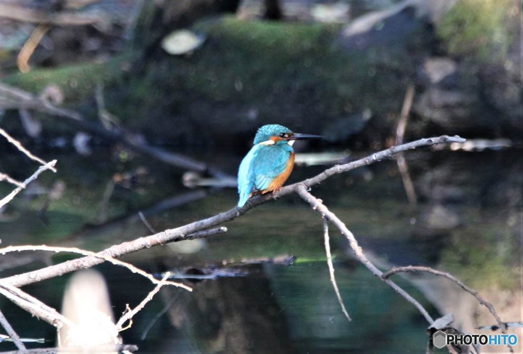 暗いところのカワセミさん。