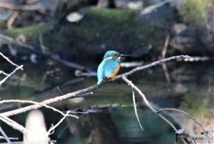 暗いところのカワセミさん。