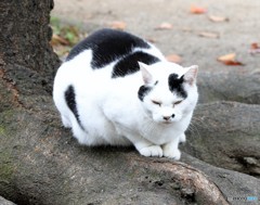 公園のネコ。