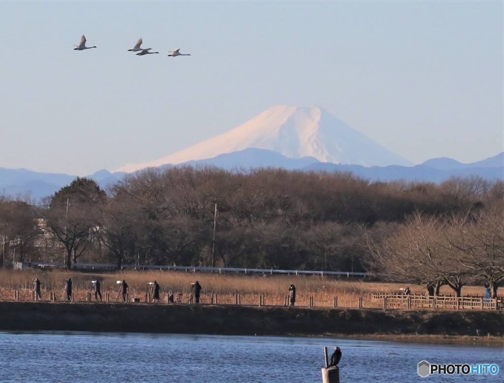 コハクチョウさんと富士山。