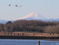 コハクチョウさんと富士山。