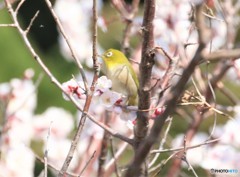 白梅にメジロさん。