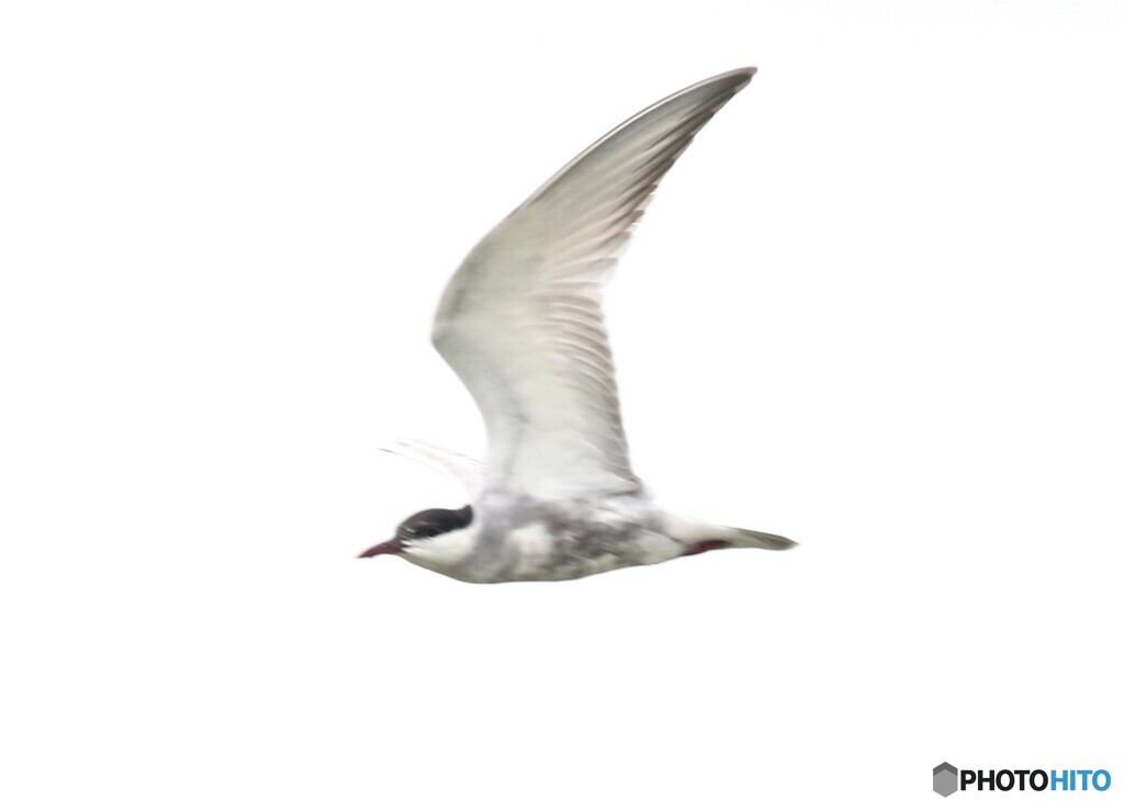 クロハラアジサシさん。