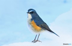 ルリビタキさん。