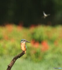 雨の中のカワセミさん。