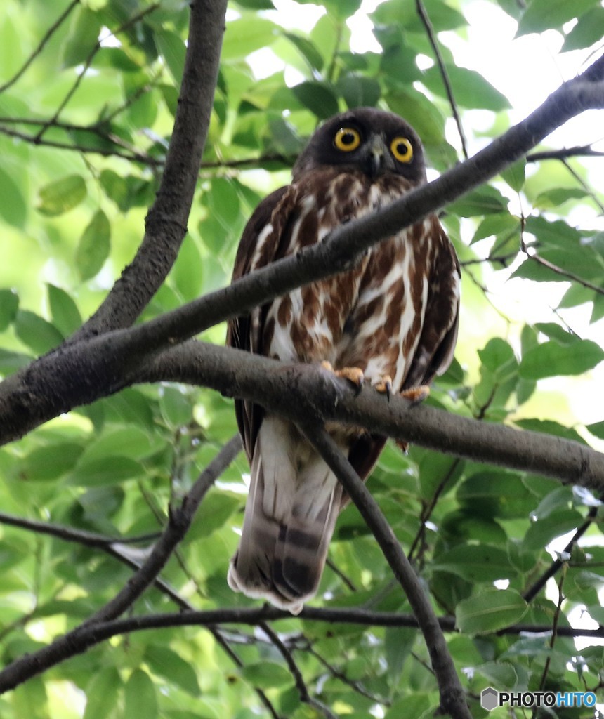 アオバズクさん。