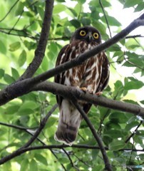 アオバズクさん。