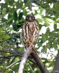 アオバズクくん。