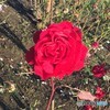 冬バラ・赤色