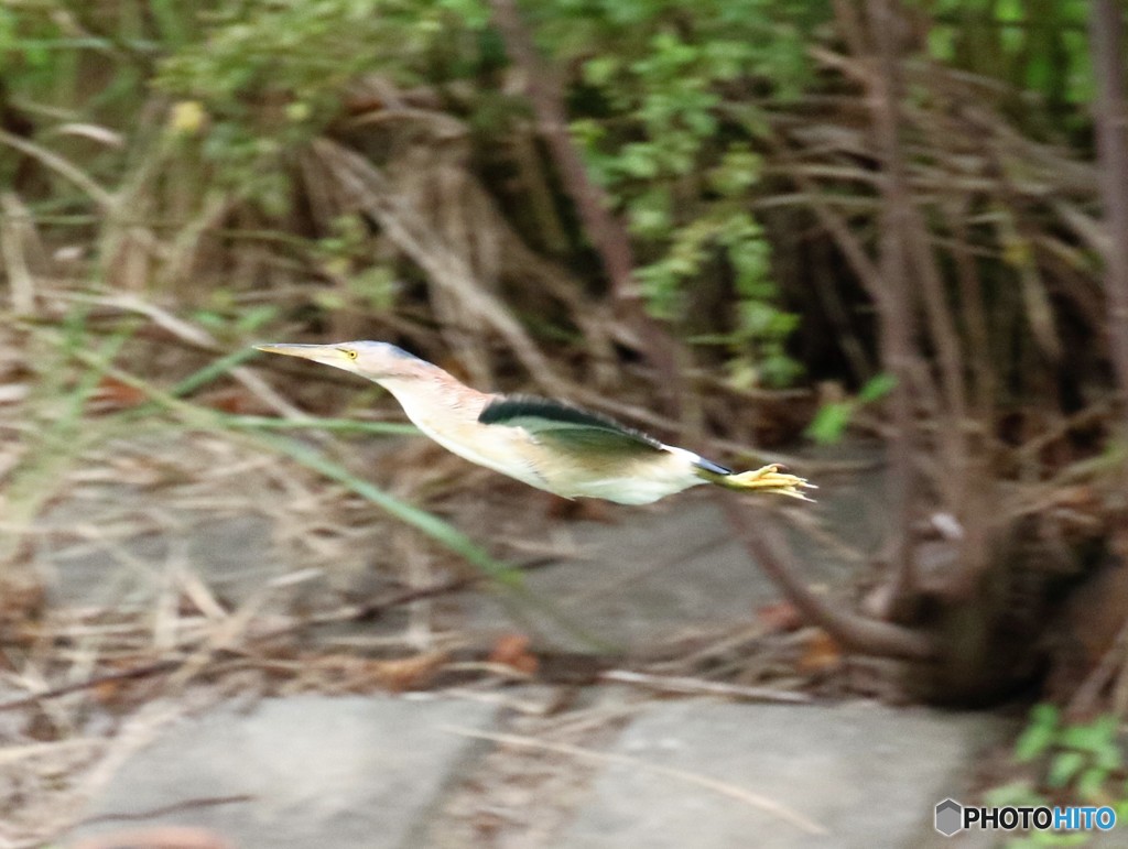 ヨシゴイさん。