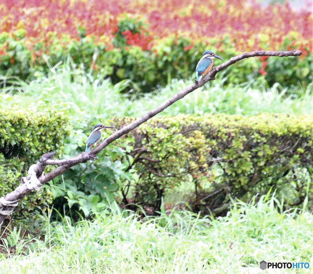 ペアーかな・・・