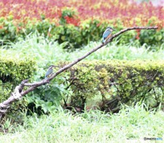 ペアーかな・・・